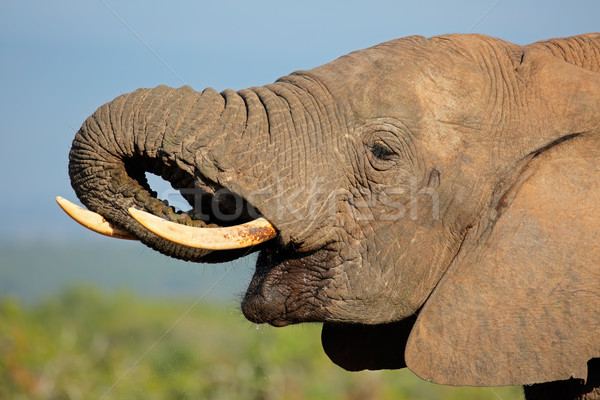 African elephant portrait Stock photo © EcoPic