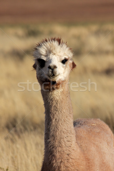 Alpaka portré háziasított fajok dél-amerikai arc Stock fotó © EcoPic