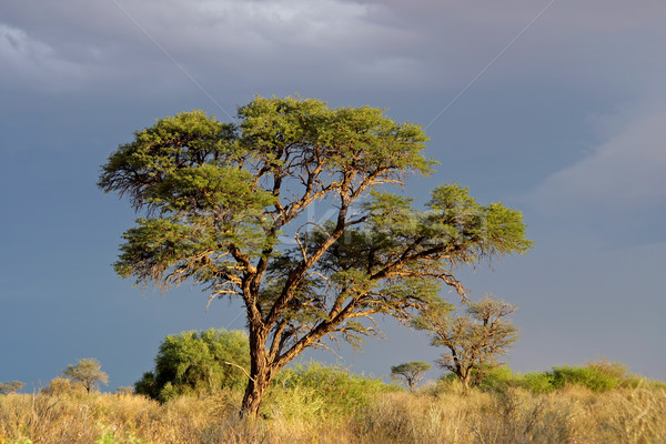 Stock photo: African Acacia tree