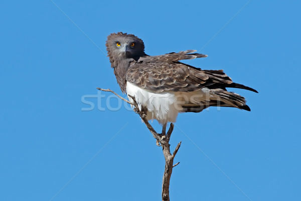 Yılan kartal şube Güney Afrika kuş mavi Stok fotoğraf © EcoPic