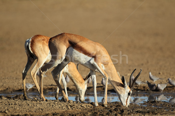 Iszik galambfélék ivóvíz sivatag Dél-Afrika víz Stock fotó © EcoPic