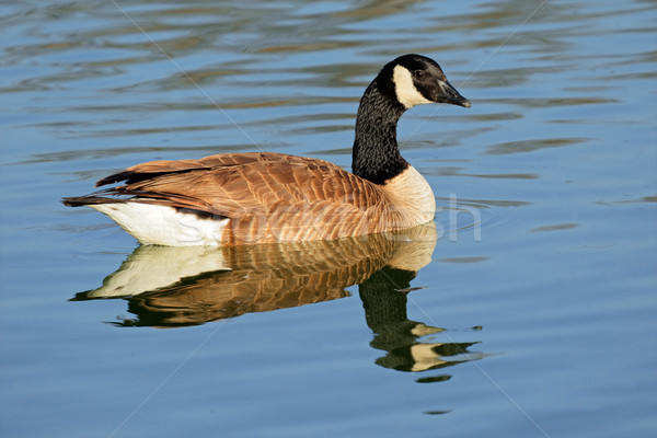 Canada goose Stock photo © EcoPic