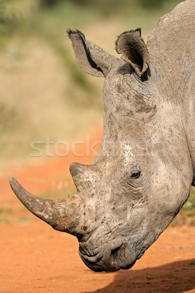 White rhinoceros Stock photo © EcoPic