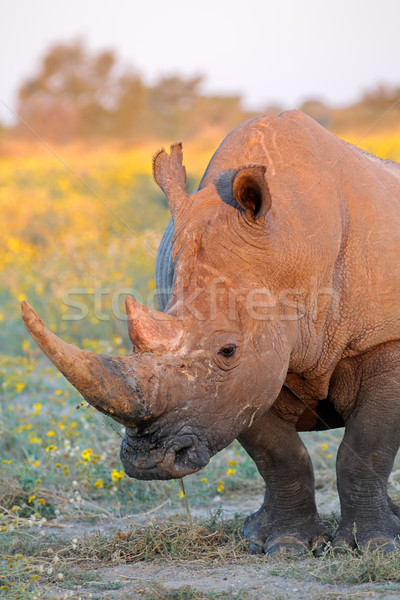 Stock photo: White rhinoceros