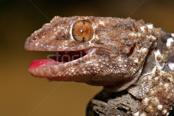 ヤモリ 肖像 砂漠 南アフリカ 自然 動物 ストックフォト © EcoPic