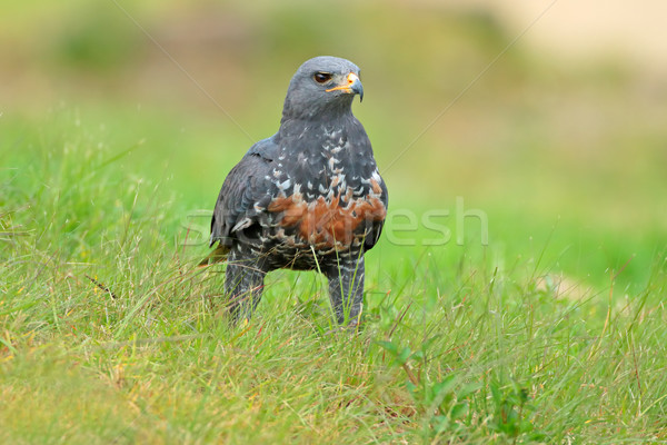 Jackal buzzard Stock photo © EcoPic