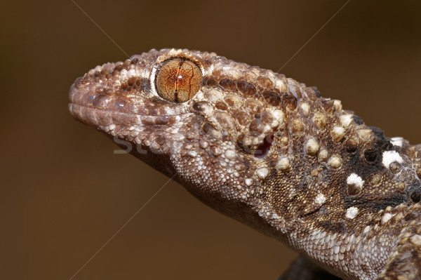 Bibron gecko Stock photo © EcoPic