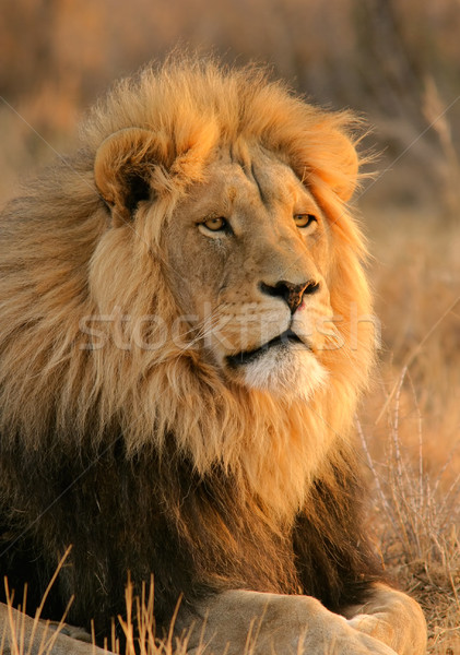 Big male lion  Stock photo © EcoPic