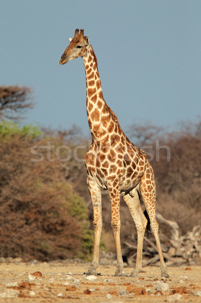 Giraffe bull Stock photo © EcoPic