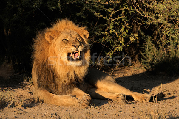 Male African lion snarling Stock photo © EcoPic