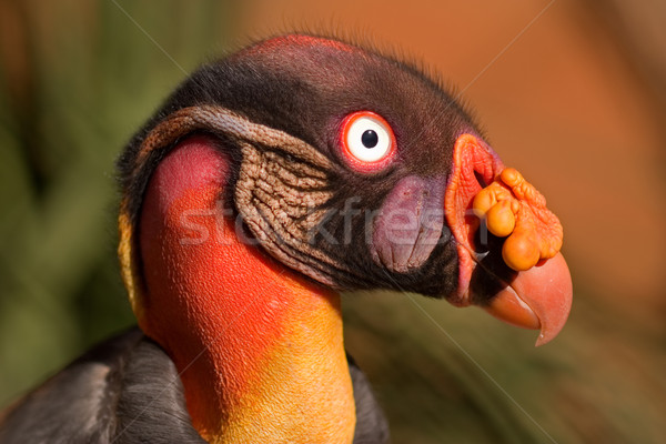 Americano re avvoltoio ritratto colorato arancione Foto d'archivio © EcoPic