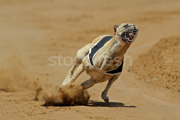 Sprinting greyhound Stock photo © EcoPic