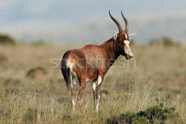 Stock photo: Blesbok antelope 