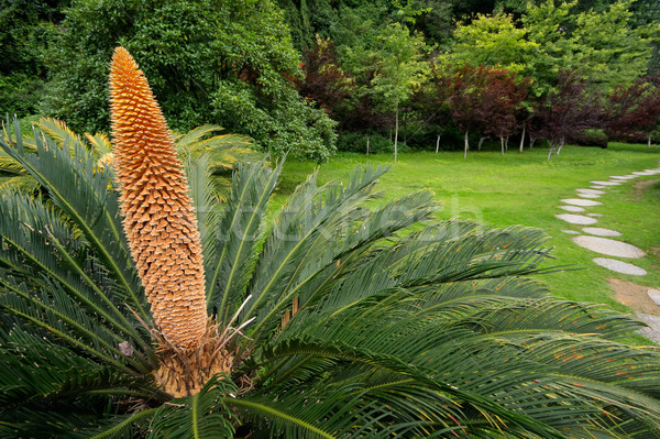 Chinese cycad Stock photo © EcoPic