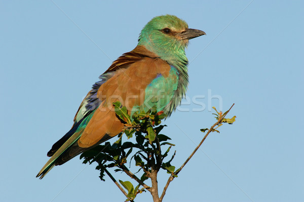 Európai park Dél-Afrika madár afrikai szabadtér Stock fotó © EcoPic