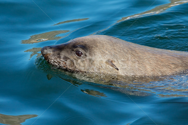Brown fur seal Stock photo © EcoPic