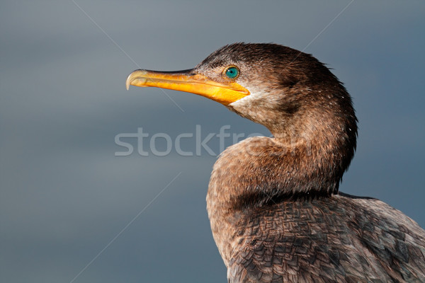 Stock photo: Neotropic cormorant