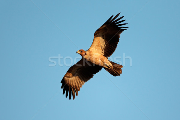 Raptor in flight Stock photo © EcoPic