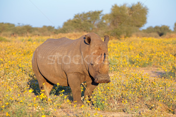 White rhinoceros Stock photo © EcoPic