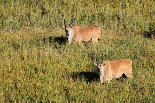 Eland antelopes in grassland Stock photo © EcoPic