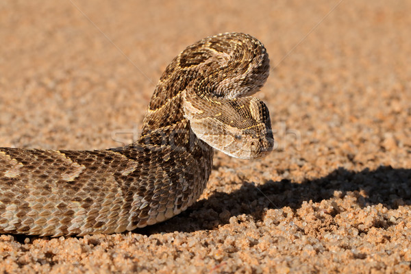 Defensive puff adder Stock photo © EcoPic