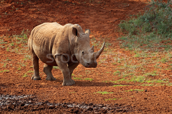 White rhinoceros Stock photo © EcoPic