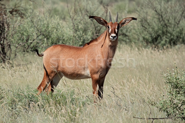 Ritka Dél-Afrika fű Afrika afrikai szafari Stock fotó © EcoPic