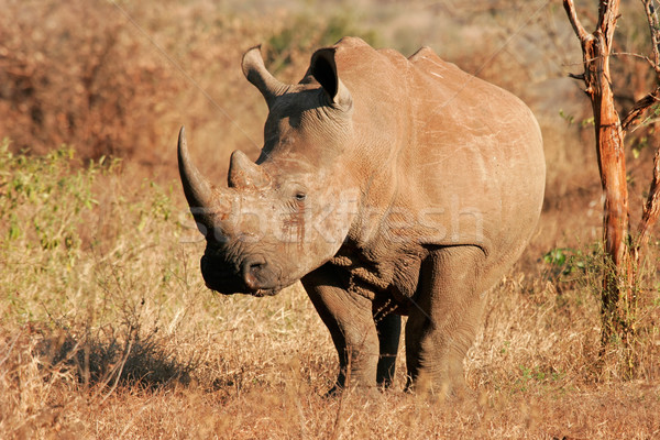White rhinoceros Stock photo © EcoPic