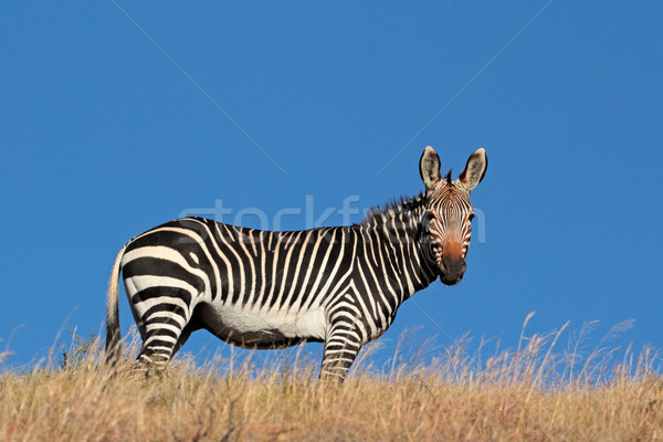 Berg zebra blauwe hemel South Africa natuur Blauw Stockfoto © EcoPic