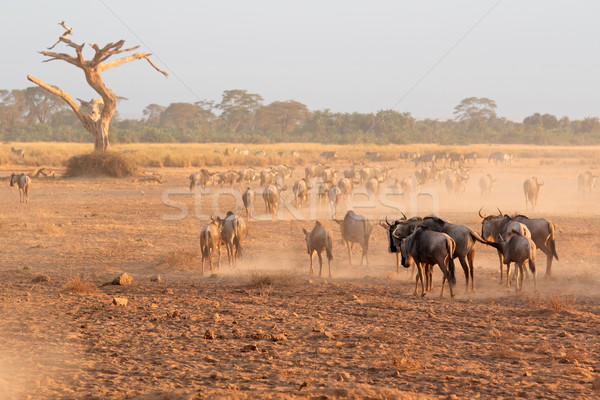 Blue wildebeest in dust Stock photo © EcoPic