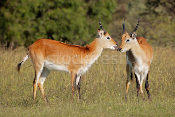 Red lechwe antelopes Stock photo © EcoPic