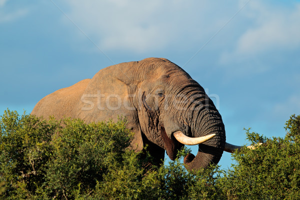 Porträt Ernährung Elefanten Park Südafrika Stock foto © EcoPic