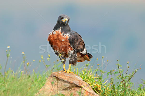 Jackal buzzard Stock photo © EcoPic