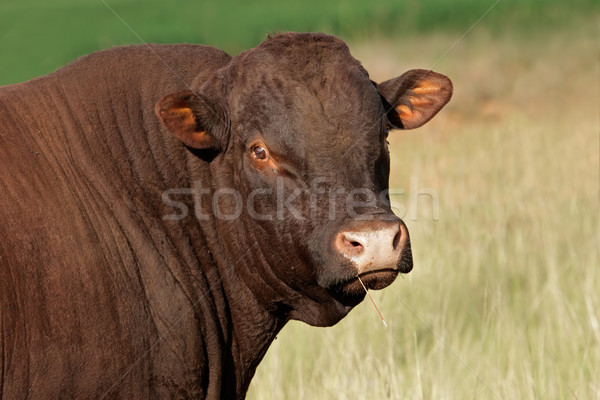 бык портрет пастбище лет зеленый фермы Сток-фото © EcoPic