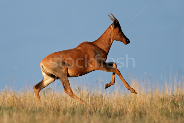 Running Tsessebe antelope Stock photo © EcoPic