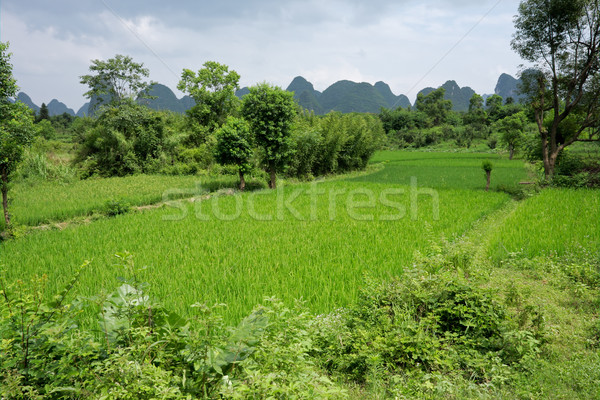 Chinese rice fields Stock photo © EcoPic
