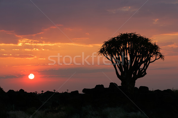 Desert sunset Stock photo © EcoPic