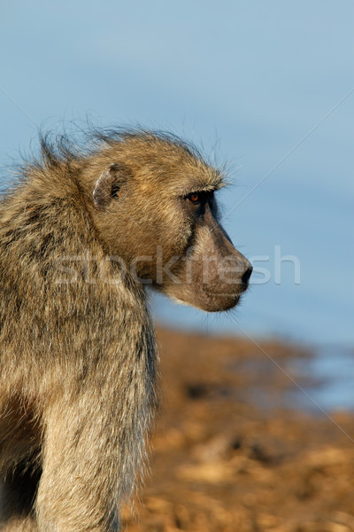 ヒヒ 公園 南アフリカ 水 髪 動物 ストックフォト © EcoPic