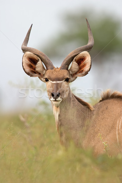 Ritratto maschio parco Sudafrica faccia african Foto d'archivio © EcoPic