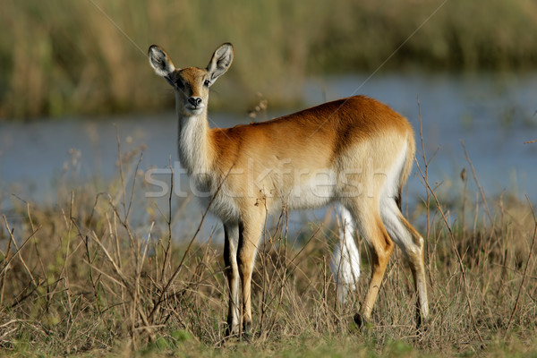 Stock photo: Red lechwe antelope