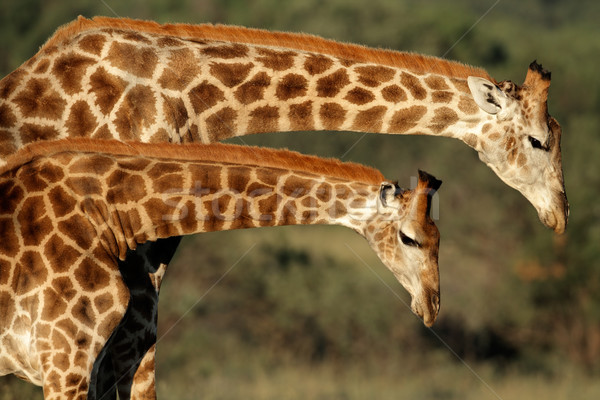 Giraffe wisselwerking twee giraffen South Africa afrikaanse Stockfoto © EcoPic