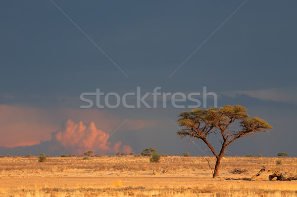 Kalahari desert landscape Stock photo © EcoPic