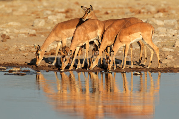 Impala antelopes at waterhole Stock photo © EcoPic