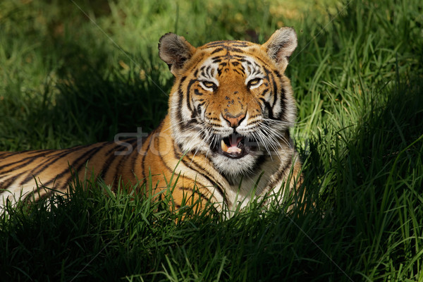 Bengáli tigris fektet természet zöld száj Stock fotó © EcoPic