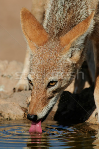Ivóvíz sivatag Dél-Afrika víz haj állat Stock fotó © EcoPic