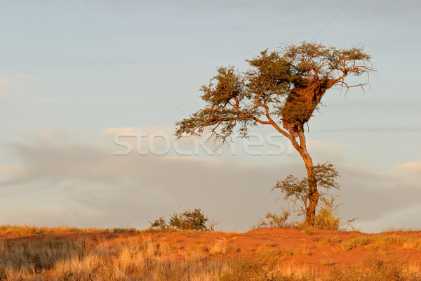 African Acacia tree Stock photo © EcoPic