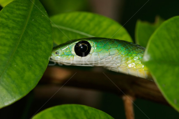 Orientale vert serpent portrait Afrique du Sud [[stock_photo]] © EcoPic