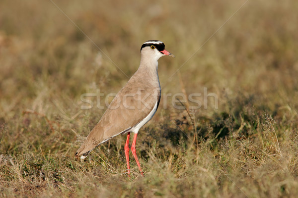 Crowned plover Stock photo © EcoPic