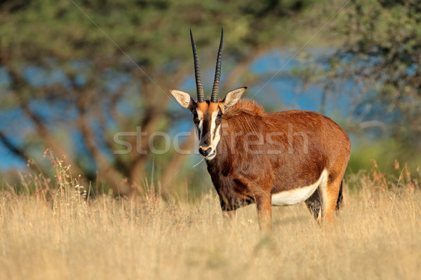 Sable antelope Stock photo © EcoPic