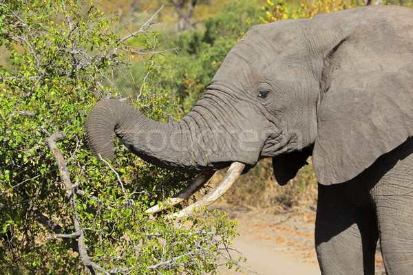 Feeding African elephant Stock photo © EcoPic